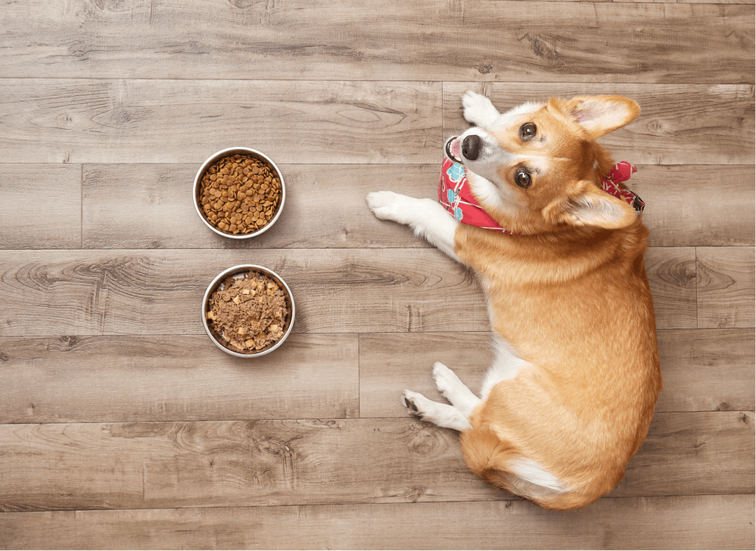 Duck Kibble For Dogs I Kabo I Kabo
